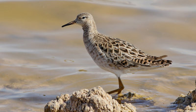 Brushane  Ruff Philomachus pugnax