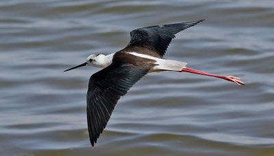 Styltlöpare- Black-winged Stilt - Himantopus himantopus