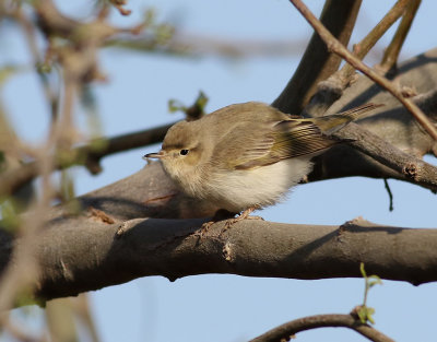 Balkansngare  Eastern Bonelli's Warbler  Phylloscopus orientalis