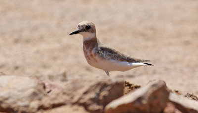 kenpipare Greater Sand Plover Charadrius leschenaultii