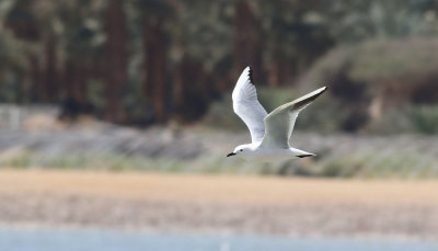 Lngnbbad ms  Slender-billed Gull Chroicocephalus genei