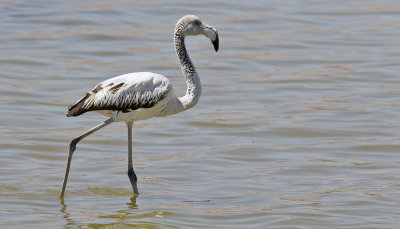 Strre flamingo <br>Phoenicopterus roseus<br>Greater Flamingo