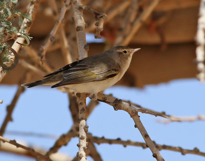 Balkansngare  Eastern Bonelli's Warbler  Phylloscopus orientalis