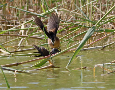 Mindre sumphöna Little Crake Porzana parva