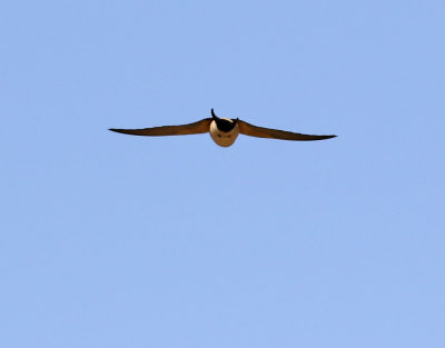 Rostgumpsvala Red-rumped Swallow Hirundo daurica
