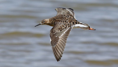 Brushane-Ruff-Philomachus pugnax