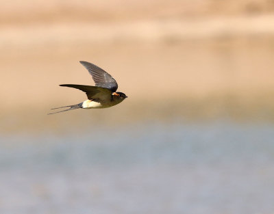 Rostgumpsvala Red-rumped Swallow Hirundo daurica