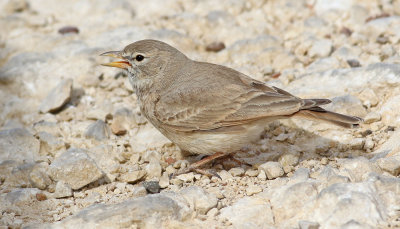 Stenkenlrka Desert Lark Ammomanes deserti