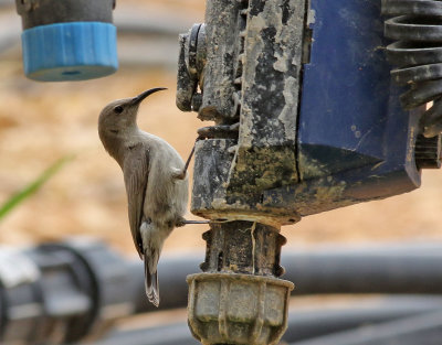 Palestina solfgel Palestine Sunbird Nectarinia osea