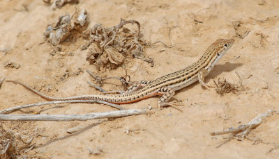 Fringe-toed lizard sp   Acanthodactylus sp.