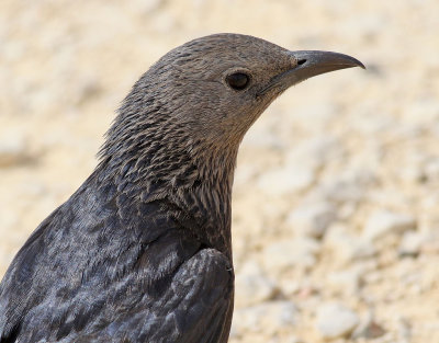 Sinaiglansstare Tristram's Starling Onychognathus tristramii