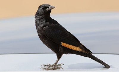 Sinaiglansstare<br> Tristrams Starling<br> Onychognathus tristramii