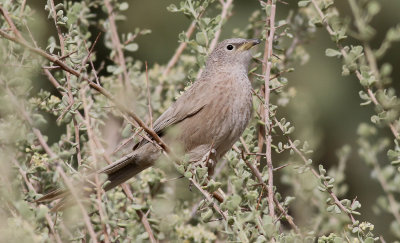 Arabskriktrast  Arabian Babbler  Turdoides squamiceps