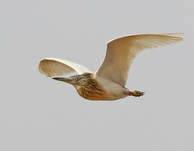 Rallhger  Squacco Heron  Ardeola ralloides