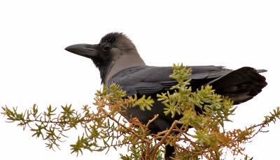 Huskrka House Crow Corvus splendens