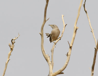Arabskriktrast Arabian Babbler Turdoides squamiceps
