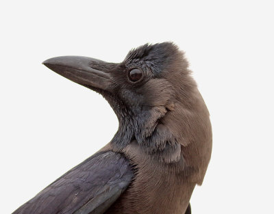 Huskrka House Crow Corvus splendens