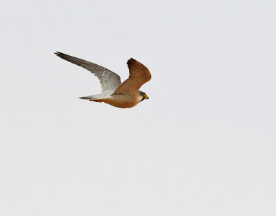 Berberfalk  Barbary Falcon  Falco pelegrinoides