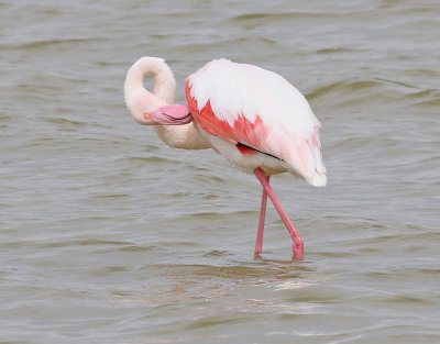 Strre flamingo<br>Greater Flamingo <br>Phoenicopterus roseus