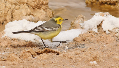 Citronrla <br> Citrine Wagtail <br> Motacilla citreola