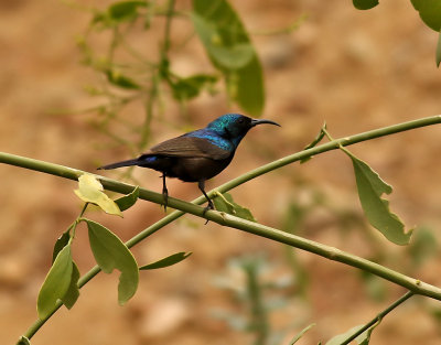 Palestina solfgel Palestine Sunbird Nectarinia osea