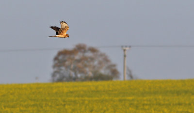 ngshk<br> Montagus Harrier <br> Circus pygargus