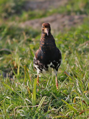 Brushane  Ruff Philomachus pugnax