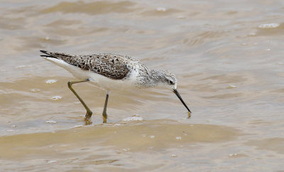 Dammsnppa  Tringa stagnatilis  Marsh Sandpiper