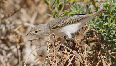 Balkansngare  Eastern Bonelli's Warbler  Phylloscopus orientalis