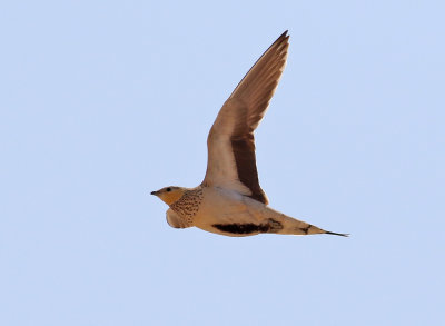 kenflyghna Spotted Sandgrouse Pterocles senegallus