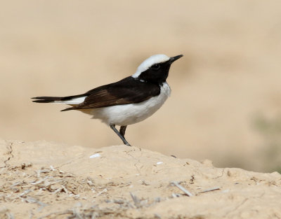 Sorgstenskvtta Mourning Wheatear Oenanthe lugens