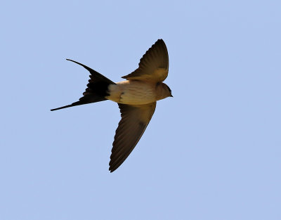 Rostgumpsvala Red-rumped Swallow Hirundo daurica