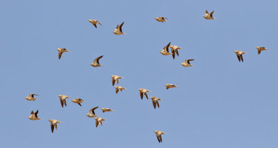 Kronflyghna Crowned Sandgrouse Pterocles coronatus