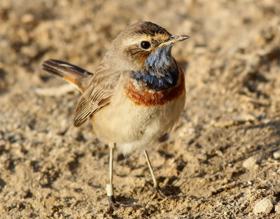 Blhake <br> Bluethroat <br> Luscinia svecica