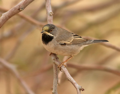 Svarthakad sångare Rüppell's Warbler Sylvia rueppelli