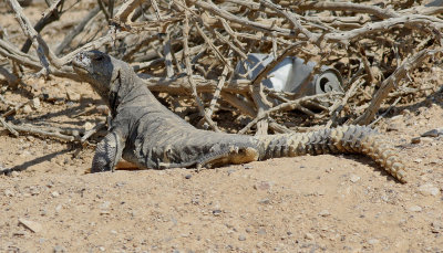 Spiny-tailed Lizard <br> Uromastyx aegyptia microlepis