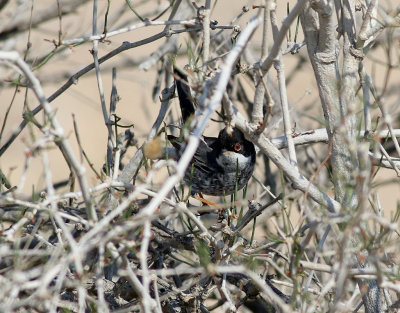 Cypernsångare Cypros Warbler Sylvia melanothorax
