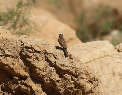 Bergsparv Mountain Bunting Emberiza striolata