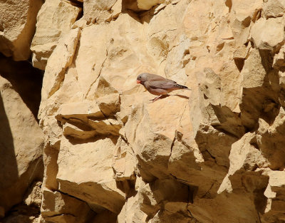 kentrumpetare <br> Trumpeter Finch <br> Bucanetes githangeus