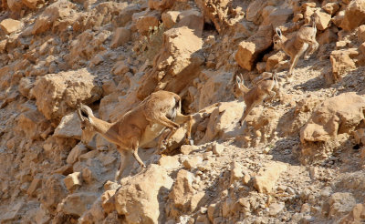 Nubisk stenbock  Nubian Ibex  Capra nubiana
