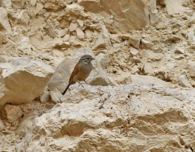 Bergsparv Mountain Bunting Emberiza striolata