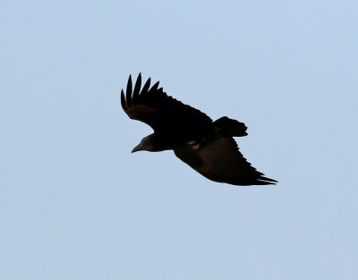 Kortstjrtad korp<br> Fan-tailed Raven<br> Corvus rhipdurus