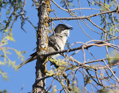 Herdesngare Sylvia hortensisWestern Orphean Warbler