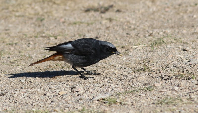 Svart rdstjrtPhoenicurus ochrurosBlack Redstart