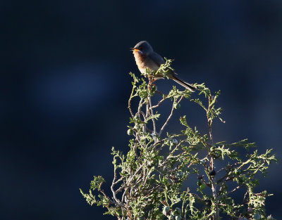 Rostsngare  Western Subalpine Warbler  Sylvia inornata iberiae