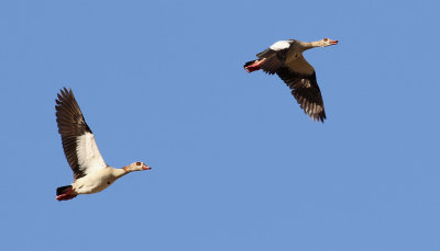 Nilgs  Egyptian Goose  Alopochen aegyptiacus