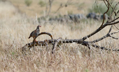 Rdhna  Red-legged Partridge  Alectoris rufa