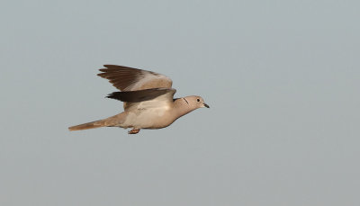 Turkduva  Eurasian Collared Dove  Streptopelia decaocto