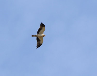 Dvrgrn  Booted Eagle Aquila pennatus