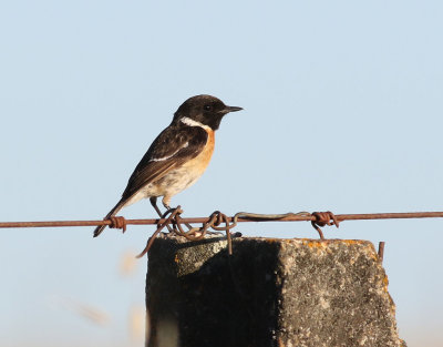 Svarthakad buskskvtta Saxicola torquatusCommon Stonechat (Stonechat)